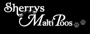sherrys maltipoo logo